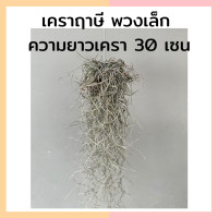 ราคา ต้นเคราฤาษีพร้อมลวดแขวน หนวดฤาษีหรือมอสสเปน ความยาว 30 เซนติเมตร ช่วยกรองฝุ่นละออง pm 2 5 (17002154348)