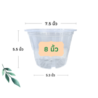 ราคา กระถางใส กระถางต้นไม้ กระถางส่องราก กระถางพลาสติก กระถางต้นไม้พลาสติก กระถางแคตตัส กระถาง 6 นิ้ว 8 นิ้ว 10 นิ้ว 12 นิ้ว 15 นิ้ว 17 นิ้ว (19321473561)