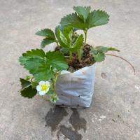 ราคา ต้นสตรอเบอร์รี่ สายพันธุ์พระราชทาน80 ต้นแข็งแรง รากเดินดี แบบถุง พร้อมปลูก สตรอเบอรี่ (20708325336)