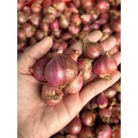 ราคา หอมแดง ตัดจุก พร้อมส่งสดใหม่ทุกวัน (20616243003)