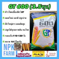 ราคา ข้าวโพดเลี้ยงสัตว์ จีที GT 600 เม็ดกลมกลาง 3 5หุน ขนาด 10 กิโลกรัม ลอตใหม่ ราก ลำต้นแข็งแรง ฝักใหญ่ยาว ผลผลิตสูง ทนโรค ปลูกได้ทุกสภาพดิน (16067589654)