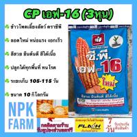 ราคา ข้าวโพดเลี้ยงสัตว์ ซีพี เอฟ 16 3หุน ขนาด 10 กก ข้าวโพด เมล็ดกลมเล็ก ลอตใหม่ งอกดี หน่อแรง สีสวย ยืนต้นดี สีได้เนื้อ ปลูกได้ทุกพื้นที่ (18231189170)