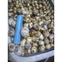 ราคา ไข่นกกระทาสดลูกใหญ่สดทุกวัน110ฟอง100บ (20724438265)