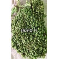 ราคา มอสแห้ง หลายชนิด ซื้อ3ฟรี1ถุง ซิป4x6นิ้ว (11253417538)