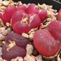 ราคา 20 เมล็ด โคโนไฟตัม กระบองเพชร ไม้อวบน้ำ กุหลาบหิน แคคตัส ไม้หิน Conophytum Cone Plant สายพันธุ์ maughanii (20557471791)