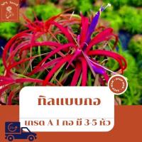 ราคา ทิลแลนเซีย Tillandsia Ionantha แบบ 1 กอ มี 3 5 หัว (15963602499)