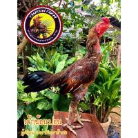 ราคา ไข่เชื้อไก่ชนพม่าง่อนสายเยียร์ ตีหูหักชักดิ้น คู่ผสมเจ้าเยียร์ฆ้อนปอน แม่หูตึง ไข่สดใหม่พร้อมฟักครับ (11736088705)