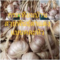 ราคา กระเทียมบ้านสายพันธุ์ตาแดง กลีบใหญ่ กลิ่นหอมรอบผลผลิตใหม่คัดหัวคละเล็ก กลาง มัดจุก 1 กิโลกรัม (20530602501)