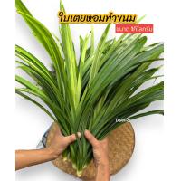 ราคา ใบเตยทำขนม ขนาด1กิโลกรัม เตยหอม ต้มน้ำใบเตย ใบเตยสด ทั้งต้น เตยในสวน เตยหอมฉะเชิงเทรา (20739784972)