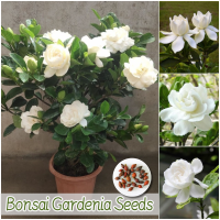 ราคา ปลูกง่าย เมล็ดสด100 เมล็ดพันธุ์ การ์ดีเนีย บรรจุ 100 เมล็ด Fragrant Gardenia Seeds เมล็ดดอกไม้ เมล็ดบอนสี ดอกไม้หอม ต้นไม้มงคล บอนสี ดอกไม้ปลูกสวยๆ เมล็ดพันธุ์ดอกไม้ ไม้ประดับ พันธุ์ดอกไม้ ต้นบอนสี ดอ