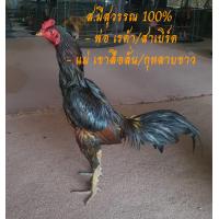 ราคา ไข่ไก่ชนพม่า เหล่า ส มีสุวรรณ100 รับประกันเชื้อ ส่งด่วน (18244785868)