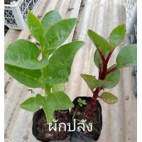 ราคา ชุดคู่ผักปลัง สีแดง เขียว ผักปลัง ต้นผักปลัง (19779405181)