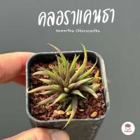ราคา ฮาโวเทีย คลอราแคนธา Haworthia Chloracantha ไม้อวบน้ำ กุหลาบหิน cactus succulentหลากหลายสายพันธุ์ (20749893990)