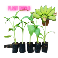 ราคา กล้วยน้ำว้ายักษ์ ซุปเปอร์ยักษ์ ต้นกล้าเพาะเนื้อเยื่อ (16889923522)
