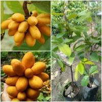 ราคา ต้นกล้วยเห็นหรือนมแมว ขนาด60 75cm เป็นผลไม้ป่า หาทานยาก มีรสชาติ หวาน ต้นเป็นเถา ช้อป ต้นกล้วยเห็น หรือ กล้วยอีเห็น นมแมว (14479006861)