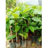 ราคา ต้นมะเดื่ออุทุมพรหรือมะเดื่อชุมพรลำต้นสูง 75 80 ซมลำต้นแข็งแรงพร้อมปลูก (16421744134)