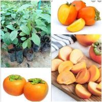 ราคา ต้นลูกพลับญี่ปุ่น (14395555960)