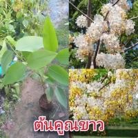 ราคา ต้นพันธุ์คูณขาว ดอกดกช่อยาวมาก กลิ่นหอมอ่อนๆ ใช้เวลาประมาณ 2 ปีก็เห็นดอกแล้วจ้า (14906694107)