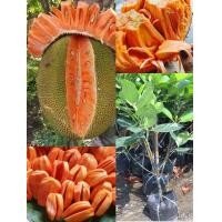 ราคา ต้นขนุนแดงสุริยาแบบทาบกิ่งสูง 75 85 เซนติเมตร (13876047894)