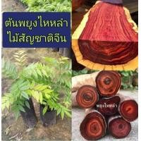 ราคา ต้นพยุงไหหลำ 1 ชุดมี 3 ถุงราคา 100 บาท ขนาด 20 30 ซม รากเต็มถุง พร้อมปลูก พยุงไหหลำเนื้อไม้ลายสวย 8 10 เมตร (14337244796)