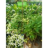 ราคา บุหงารำไป คือ ต้น เข็มเขียว มีความพิเศษจากเข็มทั่วไป คือ ดอกมีกลิ่นหอมแรง โดยกลิ่นหอม จะคล้ายกับกลิ่นน้ำอบไทย กลิ่นแป้งแขก หรือ กลิ่น บุหงา (17886922045)