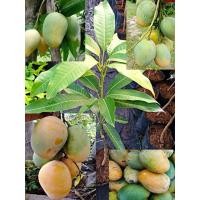 ราคา มะม่วงแก้วบ้าน แก้วโบราณ แบบเสียบยอด เริ่มหายากแล้ว ผลสุกรสชาติหวานหอม ผลดิบไม่เปรี้ยวมาก กินกับน้ำปลาหวานก็อร่อย หรือจะนำมาดองก็เริศมากเลยจ้า ลำต้นสูงประมาณ 50 70 ซม ปลูก8เดือน 1ปี ออกผล ลำต้นแข็งแรง