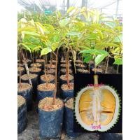 ราคา ต้นทุเรียนโอวฉี่ หรือ ทุเรียนหนามดำ พันธุ์แบบเสียบยอด ขนาดต้นพันธุ์ 65 85 ซม (19141863863)