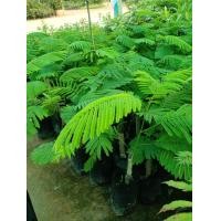 ราคา ชะอมเตี้ยต้นละ 40 บาท (13874300439)