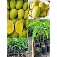 ราคา ต้นมะม่วงอกร่อง เสียบยอดรสหวานจัด หวานมากกว่ามะม่วงทุกชนิด ลำต้นแตกกิ่งหลัก และกิ่งแขนงมาก ผลมะม่วงอกร่อง มีรูปไข่ อวบใหญ่ และค่อนข้างแบนเล็กน้อย (14277367540)