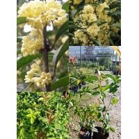 ราคา ต้นดอกหอมหมื่นลี้ เป็นต้นที่ส่งกลิ่นหอมไกลไปทั่วบริเวณบ้าน รัศมีสิบเมตร ดังชื่อของต้นนั่นเอง คนนิยมปลูกกันมีอยู่สองสายพันธุ์ คือ ดอกสีขาวนวล (17440395953)