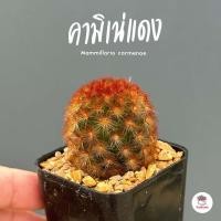 ราคา แมมมิลาเรีย คามิเน่แดง Mammillaria carmenae แคคตัส กระบองเพชร cactus succulent (16974917296)