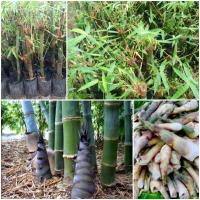 ราคา หน่อไม้บงหวาน หน่อกินอร่อยมาก ไม่ขม ชิมดิบรสชาติคล้ายยอดมะพร้าว ต้มแล้วกลิ่นหอมคล้ายข้าวโพดต้ม (15359885313)