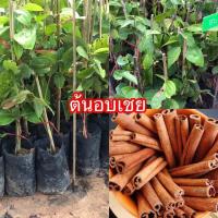 ราคา ต้นอบเชย (13741218295)