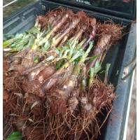 ราคา หน่อกล้วยไข่ กล้วยไข่จากดินภูเขาไฟ อำเภอกันทรลักษ์ หน่อกล้วยไข่ จากสวนอำเภอกันทรลักษ์ หน่อกล้วยไข่ดินแดงภูเขาไฟ 1 กล่องบรรจุ 1 หน่อ (20162729253)