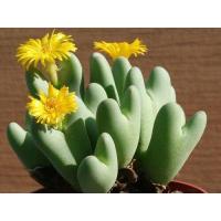 ราคา 20 เมล็ด โคโนไฟตัม กระบองเพชร ไม้อวบน้ำ กุหลาบหิน แคคตัส ไม้หิน Conophytum Cone Plant สายพันธุ์ bilobum (20557538415)