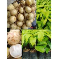 ราคา ต้นละไม แบบเสียบยอด รสชาติคล้ายๆมะไฟมีรสชาติหวานกว่ามะไฟ เปลือกบาง (19838401871)