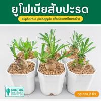 ราคา ยูโฟเบียคนป่า ยูโฟเบียสับปะรด Euphorbia pineapple แคคตัส กระบองเพชร ส่งทั้งกระถาง (20751867904)