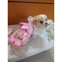 ราคา ชุดน้องหมาแมวสีชมพู (17700722558)