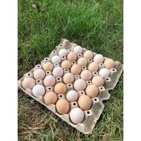 ราคา ไข่เชื้อไก่ดำ ไข่เชื้อไก่ดำมองโกลเลียพร้อมฟักชุด8ฟอง (18270936783)