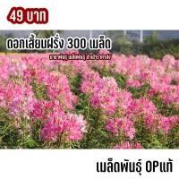 ราคา เมล็ดพันธุ์ ดอกเสี้ยนฝรั่งคละสี 300 เมล็ด (18287432534)