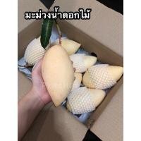 ราคา มะม่วงน้ำดอกไม้ 1 กิโลกรัม ไซส์ใหญ่ แก่จัด ปล่อยสุกตามธรรมชาติ (20020898578)