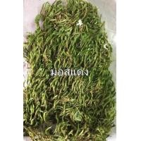 ราคา มอสแห้ง หลายชนิด ซื้อ3ฟรี1ถุง ซิป4x6นิ้ว (11253417537)