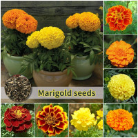 ราคา ปลูกง่าย เมล็ดสด100 เมล็ดพันธุ์ ดอกดาวเรือง บรรจุ 100เมล็ด คละสี Mixed Marigold Seeds เมล็ดดอกไม้ บอนสีราคาถูก เมล็ดบอนสี ต้นไม้มงคล บอนสี ดอกไม้ปลูกสวยๆ เมล็ดพันธุ์ดอกไม้ ไม้ประดับ ไม้ดอก พันธุ์ดอกไม