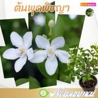 ราคา ต้นพุดพิชญา กระถาง 6 นิ้ว ส่งพร้อมกระถาง (20417070446)