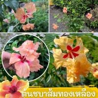 ราคา ต้นชบาทองย้อย สีส้ม ชบาทองย้อย ต้นกล้าชบา ดอกดก (17677774017)