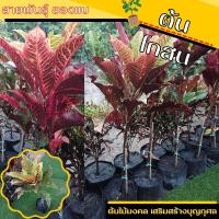 ราคา ต้นโกสน ไม้มงคล แต่งสวน โกสน พันธ์ุยองแบ ต้นใหญ่ ราคาถูก (17476914677)