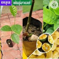 ราคา ขนุนพันธุ์มาเลย์ ต้นขนุนแบบเพาะเมล็ด ต้นขนุนติดลูกไว ผลใหญ่ ขนุนทองมาเลย์ (16194253569)