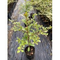 ราคา 11 11 ต้นหูกระจง แผ่บารมี ไม้มงคล ต้นแข็งแรง (20803909267)