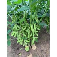 ราคา เมล็ดพันธุ์ถั่วแระญี่ปุ่นซอง140เมล็ด69บาท (18846154304)