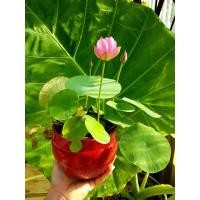 ราคา 5 เมล็ด เมล็ดพันธุ์บัว บัวนอก สายพันธุ์ Micro Spark สีชมพู พิงค์ บัวแคระ Micro Lotus Tea Cup Lotus บัวจักรพรรดิ์ บัวสวมงาม บัวนำเข้า (19493467349)